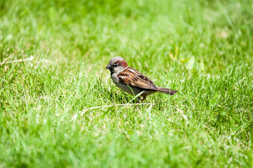 House Sparrow