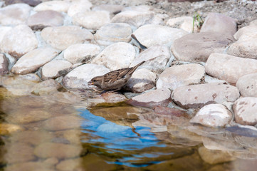 House Sparrow
