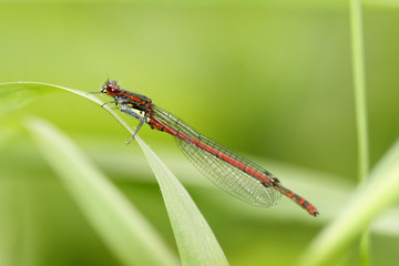 Frühe Adonislibelle