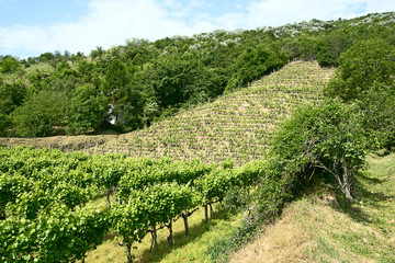 Naklejka premium vineyards of Tokaj, Hungary