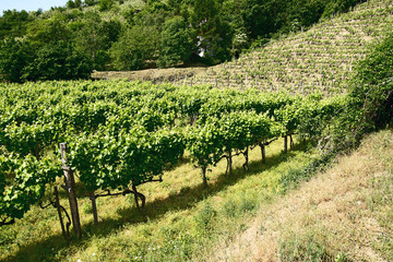 Fototapeta na wymiar vineyards of Tokaj, Hungary