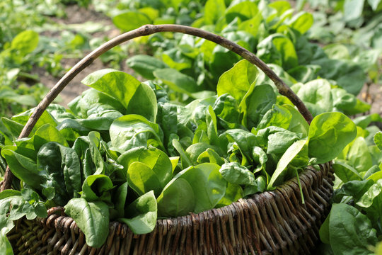 ernte von spinat im bioanbau
