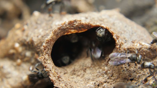 Tetragonula small black bees in hive entrance 4K close up video 
