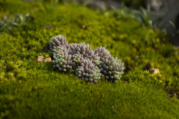 Close-up of a patch of green moss