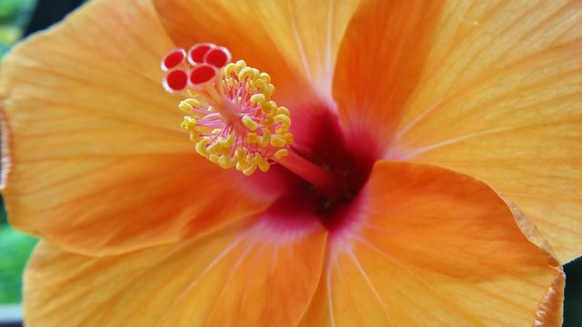 Tropical flower hibiscus close up video