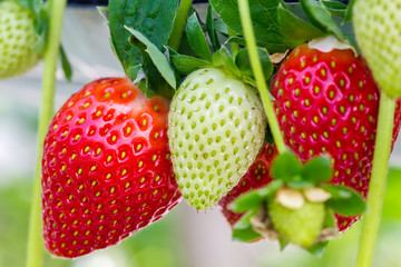 fresh strawberry