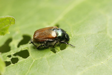 Gartenlaubkäfer