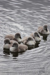 Swans, Chicks, Cygnets, large Swan family