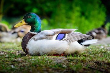 Ente