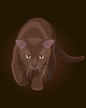 Brown burmese cat