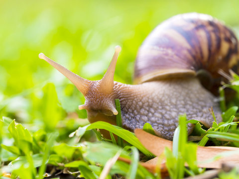 snail  on green glass background