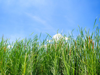 Obraz premium green water plants in tropical wetland