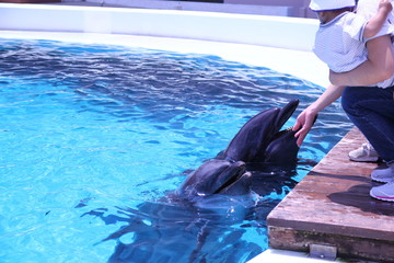 アドベンチャーワールドのイルカ