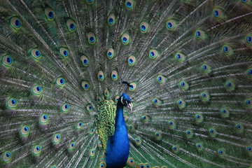 Naklejka premium Peacock with feathers out
