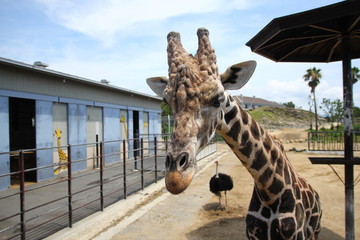 アドベンチャーワールドのキリン