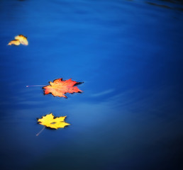 maple leaves on water