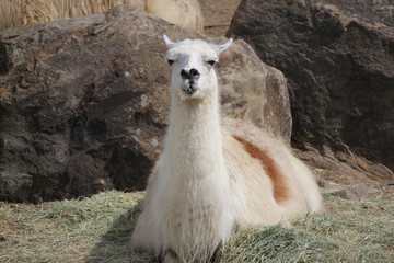 アドベンチャーワールドのラマ