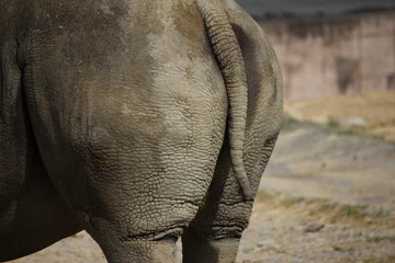 Crédence de cuisine en verre imprimé Rhinocéros Queue de rhinocéros du monde d& 39 aventure