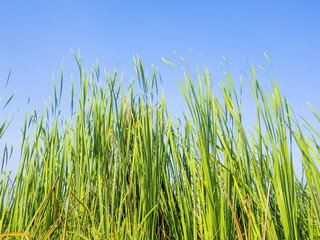 Obraz premium green water plants in tropical wetland