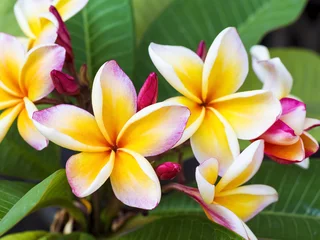 Peel and stick wall murals Frangipani colorful plumeria flower and leaf