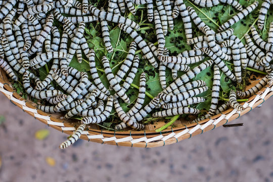 Silkworms