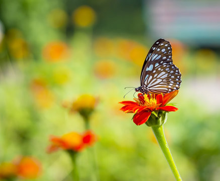 beautiful butterfly on flower in nature