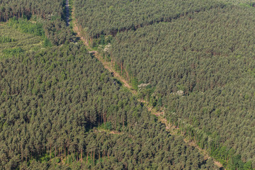 Fototapeta na wymiar aerial view of the forest