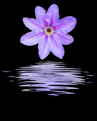 Clematis flower on water
