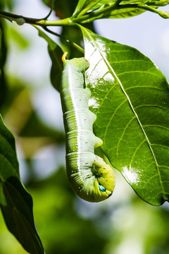 Green worm