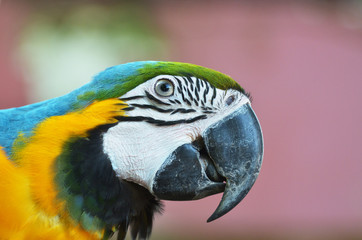 colorful beautiful macaw parrot in rain forest