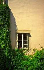 window on wall with ivy