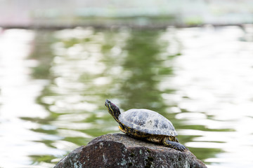 Fototapeta premium カメ