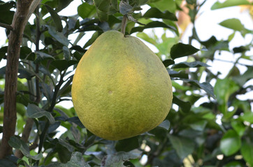 Pomelo fruit