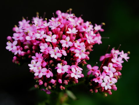 ウスベニカノコソウ の画像 9 件の Stock 写真 ベクターおよびビデオ Adobe Stock