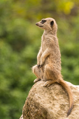 Slender-tailed meerkat sitting watchfully up on rock