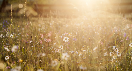 Summer meadow full with daisies after rain