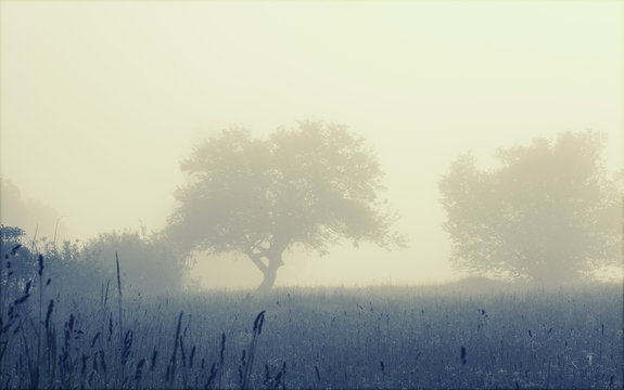 Trees in the foggy field, soft focus