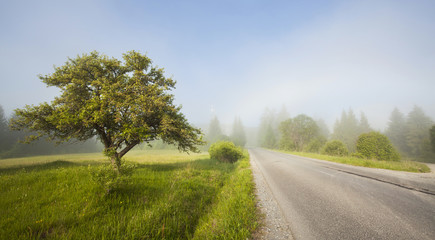 Rural road in morning fog