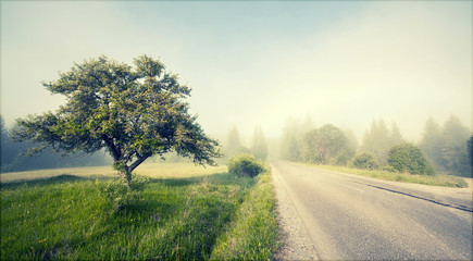 Rural road in morning fog