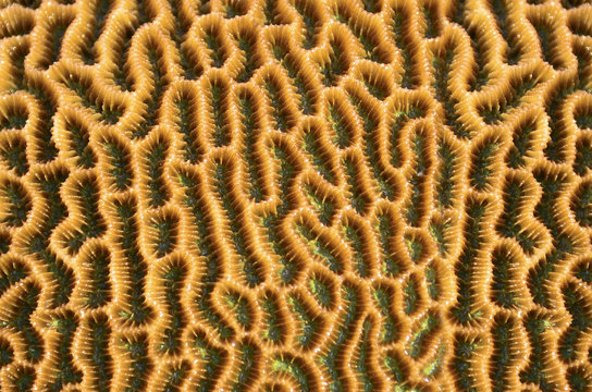 Brain coral surface