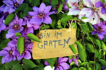 Bin im Garten Schild in lila Bl&uuml;ten
