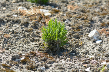 Lavender plants growing in soil on farm