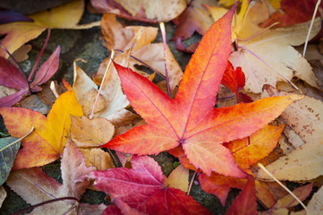 Herbst, Laub, farbenfrohe Blätter des Kanadischen Amberbaums, Liquidambar