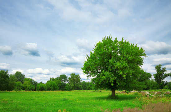 tree on green meadow
