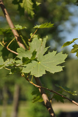 Молодой канадский клен