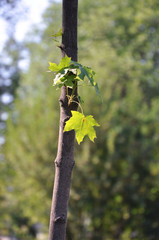 Молодой канадский клен