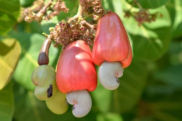 Zelfklevend Fotobehang Cashew fruit © wichitpong