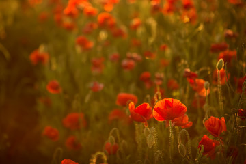 Poppies at sunset