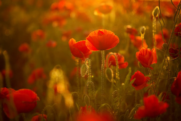 Poppies at sunset - 85006548