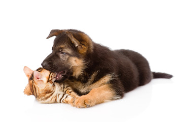 german shepherd puppy dog biting bengal cat. isolated on white b